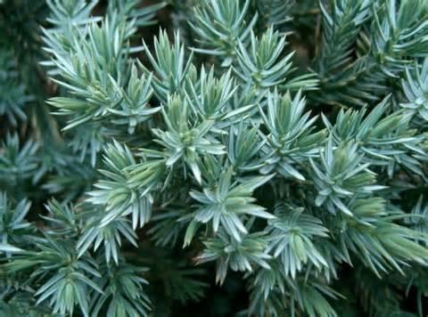 JUNIPER, ING BLUE CHIP Juniperus horizontalis 'Blue Chip' FULL / PART -5' 8-10' Spreading juniper that maintains