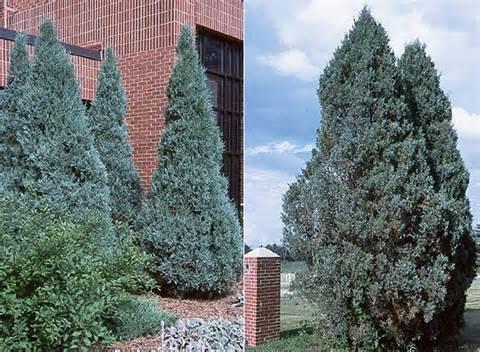 LA CABANA Juniperus sabina 'Tamariscifolia' Low, wide spreading mounds of dark green, feathery foliage.