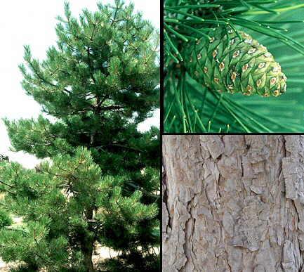 SPROUTS GREENHOUSE CATALOG 01 AUSTRIAN Pinus nigra FULL 0'-0' 0'-50' #5 $00.