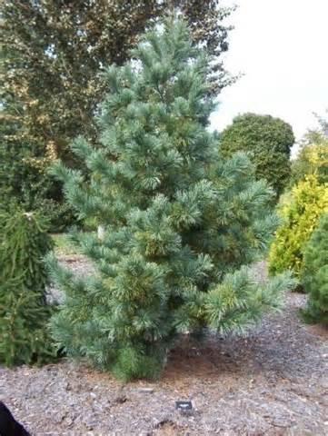 DWARF MUGO Pinus mugo pumilio FULL -5' -5' Dwarf form of mugo pine with short, dark green needles and rounded cones.
