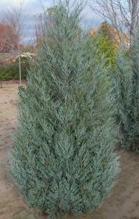 SPROUTS GREENHOUSE CATALOG 01 ROCKY FIRST EDITION SKY HIGH Juniperus scopulorum 'Bailigh' -5' FULL 1-15' Attractive