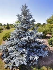 00 COLORADO Picea pungens 'Bakeri' 0' FULL Low to moderate Picea pungens FULL 7-8' 15' 0' Very slow growing variety