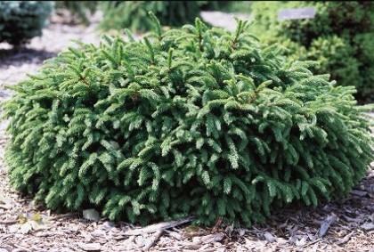 SPROUTS GREENHOUSE CATALOG 01 DWARF NORWAY Picea abies pumila -' -' $0.