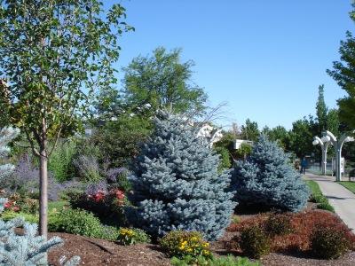 Grows about $10.00 75% the size of Colorado Spruce. Beautiful blue needles maintain color all winter.