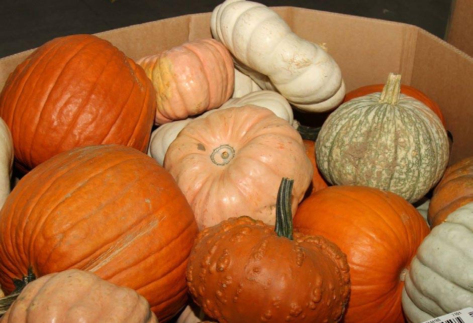 GOURDS DISPLAY 12 CT 04924 - PAINTED MINI PUMPKINS 40 CT 04952 - PAINTED FACE PUMPKIN