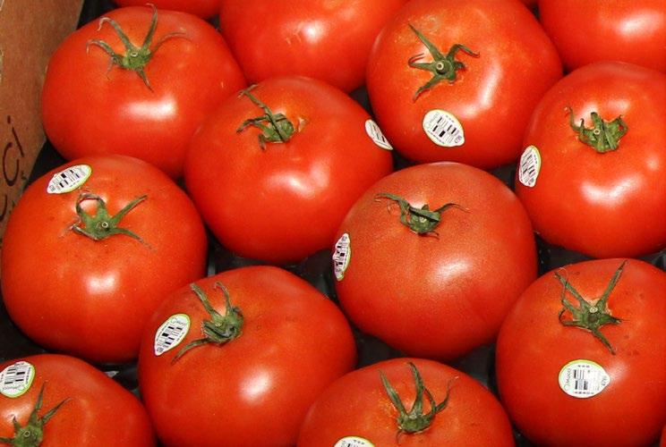 IN OTHER NEWS:................. CV TOMATOES Cluster Tomatoes are limited from Canada. Mexico has started in a light way but limited as well. Beef Tomatoes are in good supply from Canada. 25 lb.