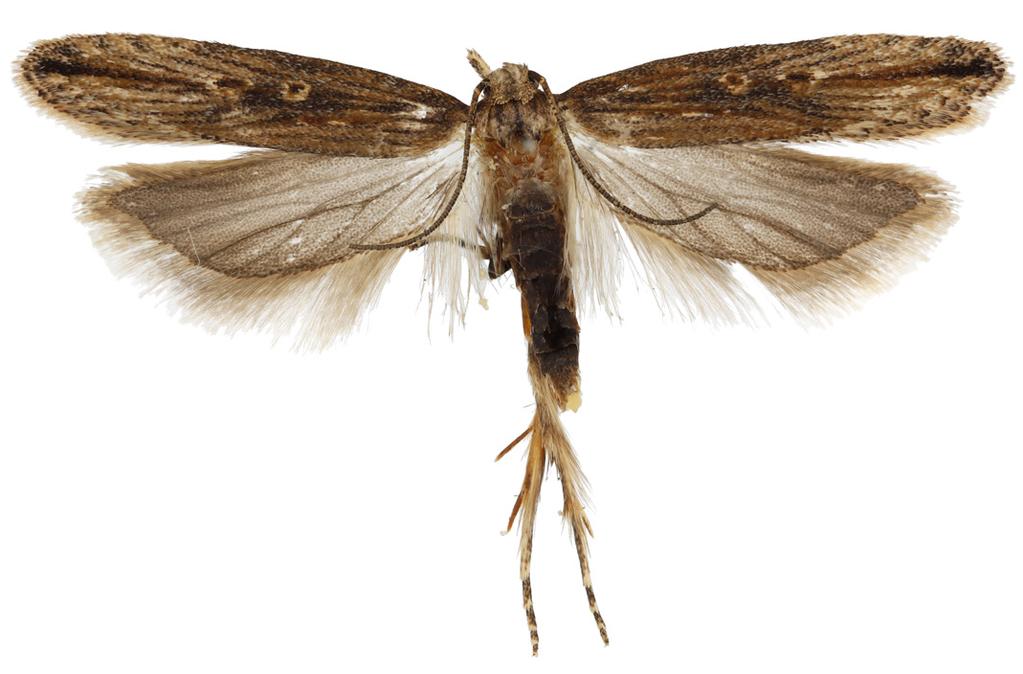 3. Note that moths caught on their side or back may have a different outline. 3) Moth forewings are lanceolate, dark to light brown, and have variable markings (Fig. 4).
