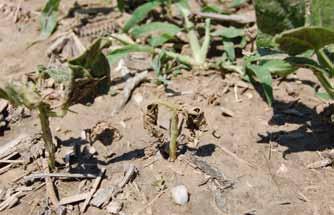 Schwartz, Extension Plant Pathologist, Colorado State University G1562 (Revised June 2011) Bacterial wilt of dry beans has reappeared in Nebraska dry bean fields.