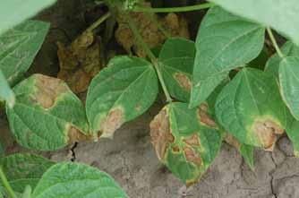 Water-soaking symptoms on yellow beans due to wilt. tend to be more wavy or irregular (Figure 5).