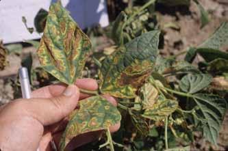 However, water soaking has commonly been observed on bacterial wilt infected yellow bean leaves in Colorado (Figure 6).