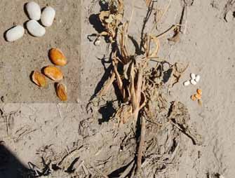 Figure 7. Dry bean plant surviving to harvest but producing discolored seeds as a result of wilt infection. Figure 8.