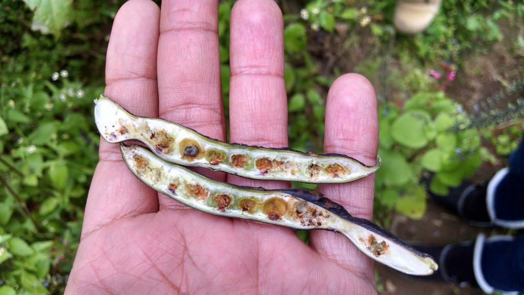 Two species have been identified affecting common bean: Apion godmani and Apion