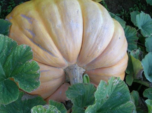 Pumpkins/Gourds Big Pumpkin?