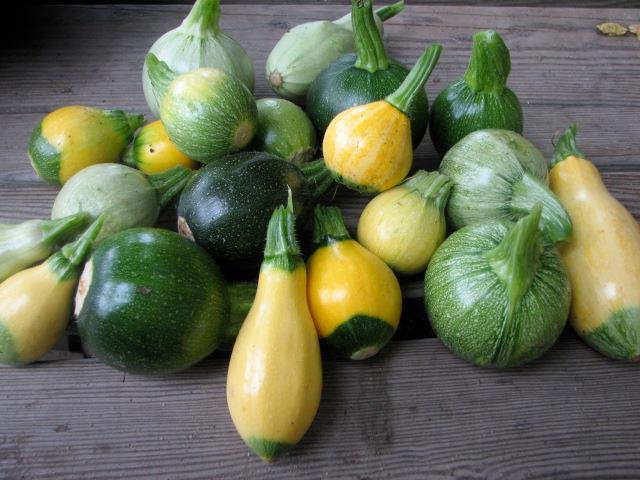 type 6-12 between row, in row of 18-72 All depend on type 21 Summer Squash Zucchini,
