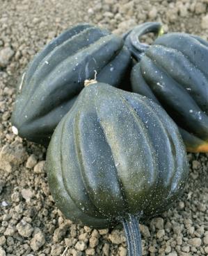 Winter Squash Good for baking, pies,