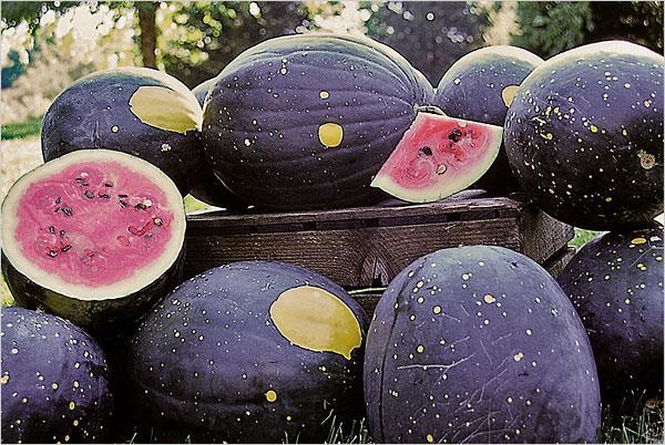 Winter Squash 85-100 Day Maturity 4-8 fruit per plant 18 for bush, 24-36 large-fruited varieties Wide ranging storage ability and harvest May need curing Look at vine length