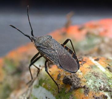 Squash Bug What to look for: nymphs and adults, scout in flowers, base of plant, underneath black plastic and any debris, look for egg masses and juveniles Prevention: remove debris during