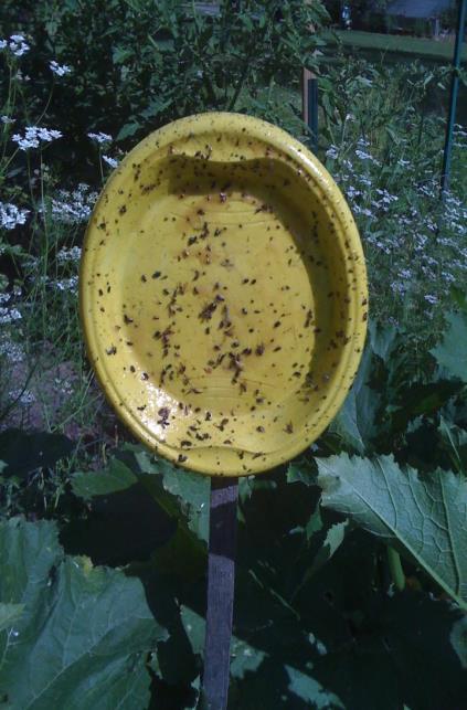 Striped and Spotted Cucumber Beetle Can spread bacterial wilt and other diseases Prevention: sticky traps, crop rotation, floating row