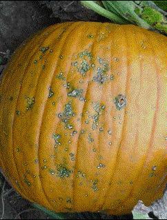 causing fruit rot Prevention: clean seeds, crop rotation out of cucurbits for 2
