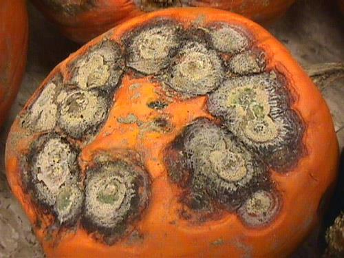 Squash come into contact with soil and spread to the fruit May not show up until