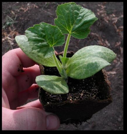 Starting Plants/Transplanting Hilling?
