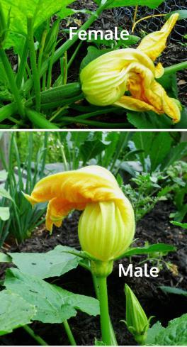 Depends on your situation 11 General Management Zucchini Blossoms Male Flowers Only Seasonal Fertilizers Aim for a 10-10-10 (NPK) but