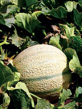 Cucumber 12 apart in rows 5-6 May benefit with netting to provide trellis Still follow spacing Maturity 48 to 65 days Harvest varies based on size and uses 15 Melons Ananas Sweet, aromatic, slightly