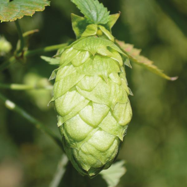 Mandarina Bavaria Pineapple Mandarina Bavaria is a hop variety with a pleasant fruity aroma and a particularly distinctive tangerine note.