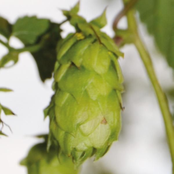 Relax Relax is a hop variety that originally wasn t bred for beer but instead for tee.