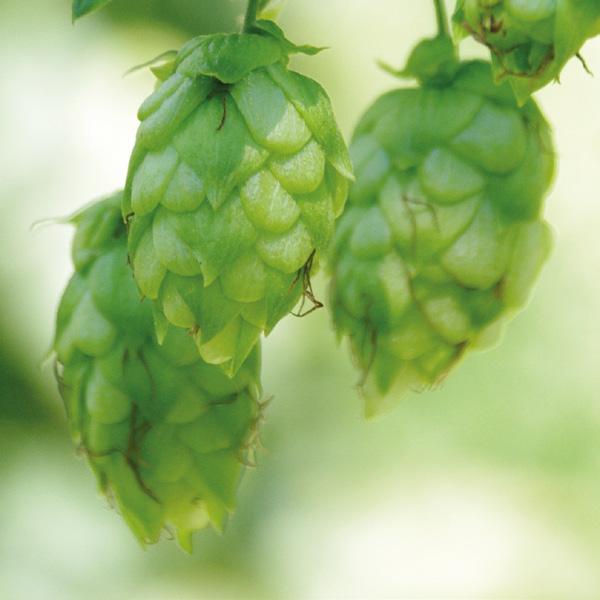 Smaragd The name of this fine aromatype variety is the German word meaning emerald. The hop variety Smaragd has a high bittering value and good resistance.