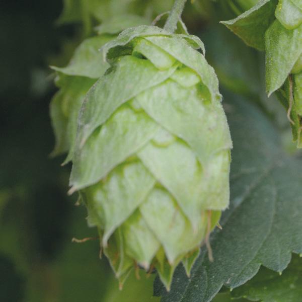 Equinox USA America Like the two very successful varieties Citra and Mosaic, Equinox (HBC ) was also bred by the Hop Breeding Company.