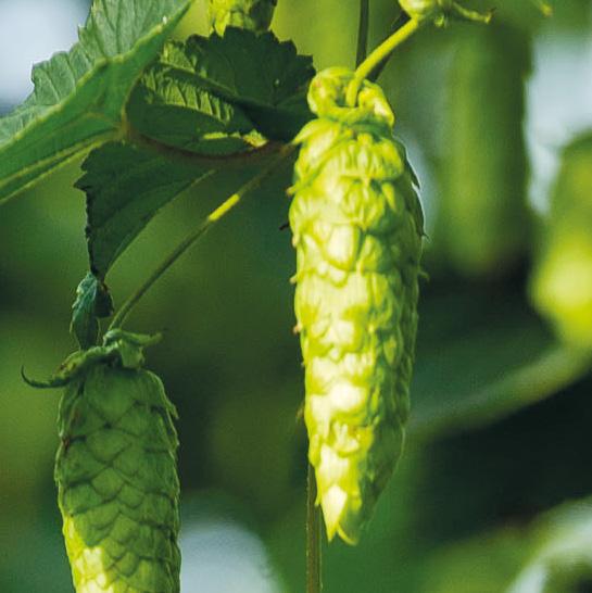 Galaxy Australia Due to its impressing flavours the variety Galaxy can not only be referred to as bitter hops but also has to be classified as aroma hops. Galaxy is grown in Victoria and Tasmania.