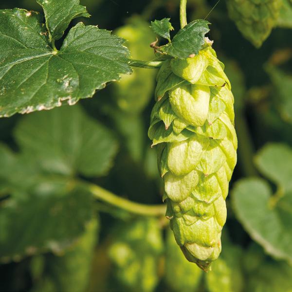 Topaz Australia Topaz was originally selected as a seedless high alpha-acid hop for the production of extract, but recent work has shown it to have excellent flavour potential.