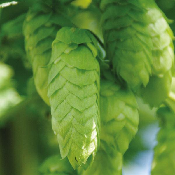 Comet The hop cultivar Comet was bred as a high alpha variety for the states of Washington and Idaho. Nowadays this hop, which stands out due to its very large cones, is only grown on a small area.