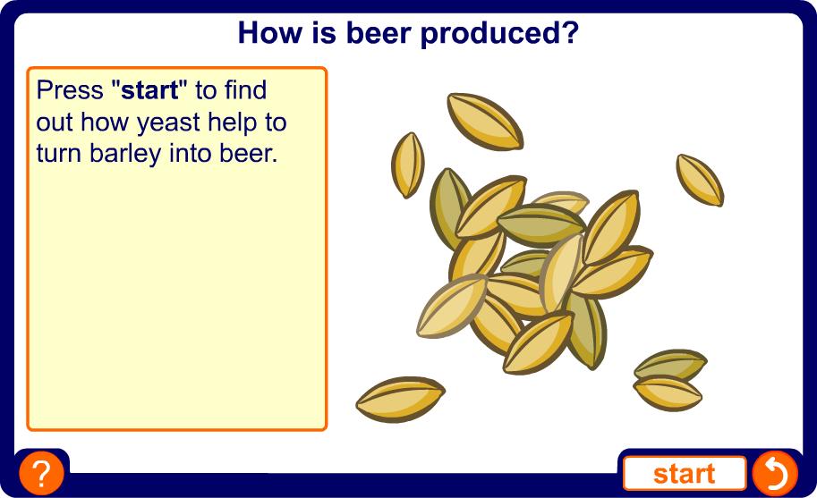 Yeast in beer production