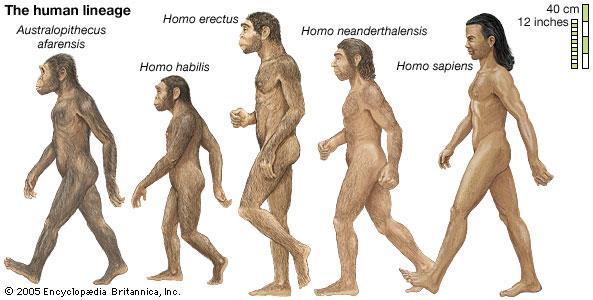 Homo erectus 1.6 million years ago Found in Africa, Asia, and Europe.