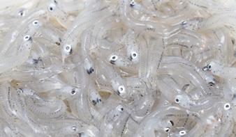 One of the main issues with products like whitebait is the fact that it is a seasonal product and a flux in terms of the amount that can be harvested and sent to restaurants can vary greatly