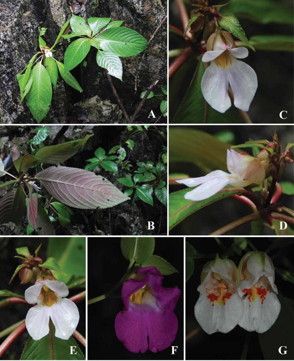 December 2015 Souvannakhoummane and Suksathan: Impatiens (Balsaminaceae) from Lao PDR Fig 4: Impatiens nurae Souvann. & Suksathan, A. habit; B. show purple on lower surface leave; C.