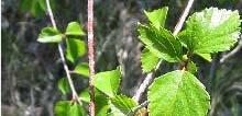 Water birch Betula occidentalis Susan McDougall @ USDA- NRCS PLANTS Database