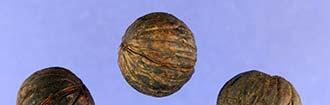 The fruit is a round nut, 1 to 1 1/2 inches in diameter. The husk is thin and indehiscent, initially bright green but turning brown. The nut is grooved and matures in fall.