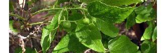 Netleaf hackberry Celtis laevigata Willd. var.