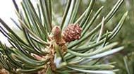 Scots pine Pinus sylvestris Pines There are 3 pines that t have two needles per group.