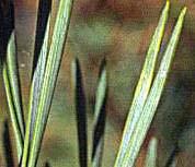 Eldarica pine needles are 3 to 6 out of the inches long, thin and grow fasicle. irregularly.