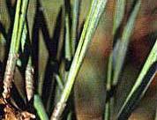 needles are 1 to Ponderosa pine 2 inches long and Southwestern white pine Pinus ponderosa look like the Pinus strobiformis