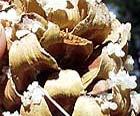 waxy substance. Scots cones are 1 ½ to 2 ½ inches long.
