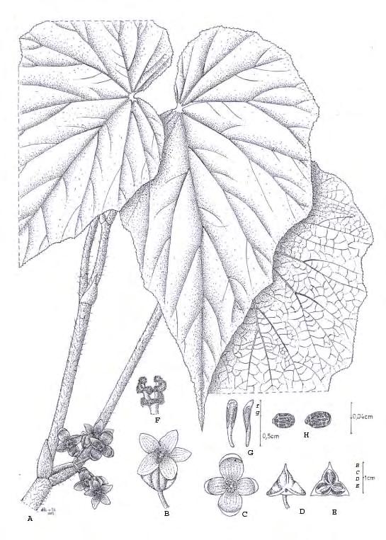 Fig.10. Begonia baliensis Girmansyah, A. habit, B. female flower, C.