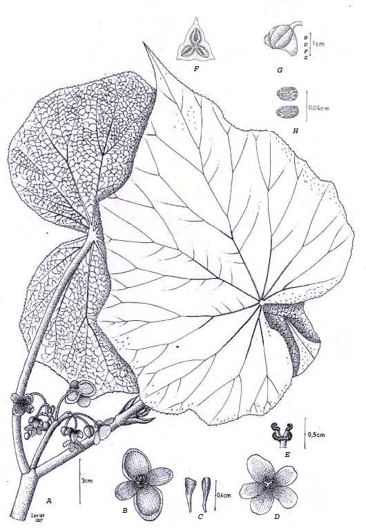 Fig.12. Begonia lempuyangensis Girmansyah, A. habit, B. male flower, C.