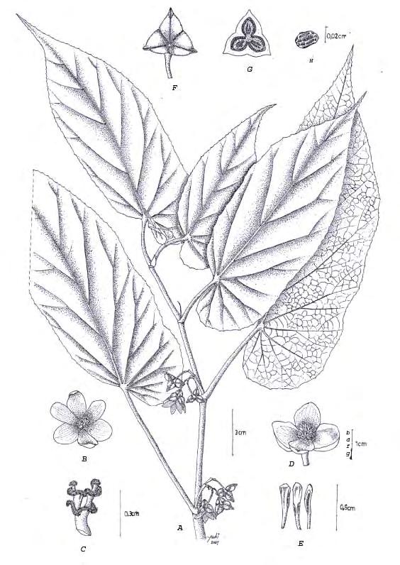 Fig.14. Begonia longifolia Blume, A. habit, B. female flower, C.