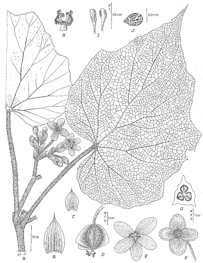 Fig.15. Begonia multibracteata Girmansyah, A. habit, B. bract, C.bracteole, D.