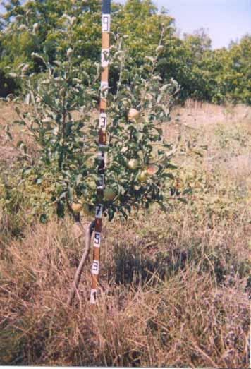 IHVO Gori Orchard of Breeding Forms of Apple Year of Establishment 2000 Planting Layout 7.0 x 5.